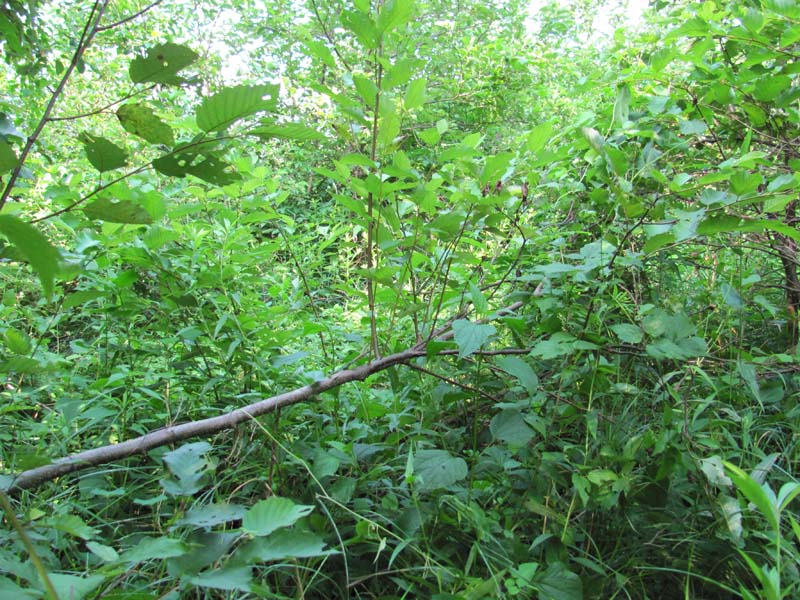 Alder - Dogwood Floodplain Thicket